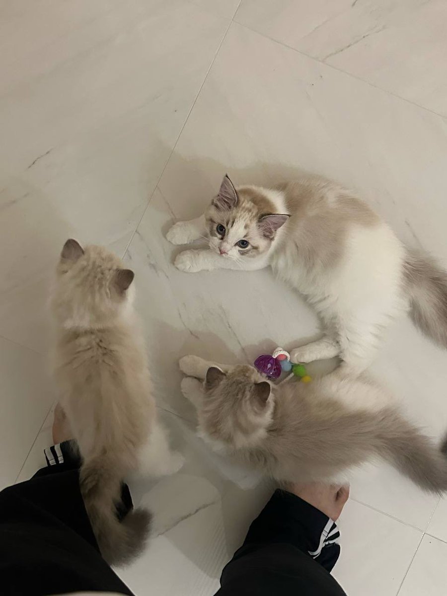 augustIune's tweet photo. jaemin and the triplets luna lucy luke im crying this is so heartwarming look at those tiny little creatures omg 🐈🐈🐈🥺🤎 https://t.co/vGIBKM5Prp
