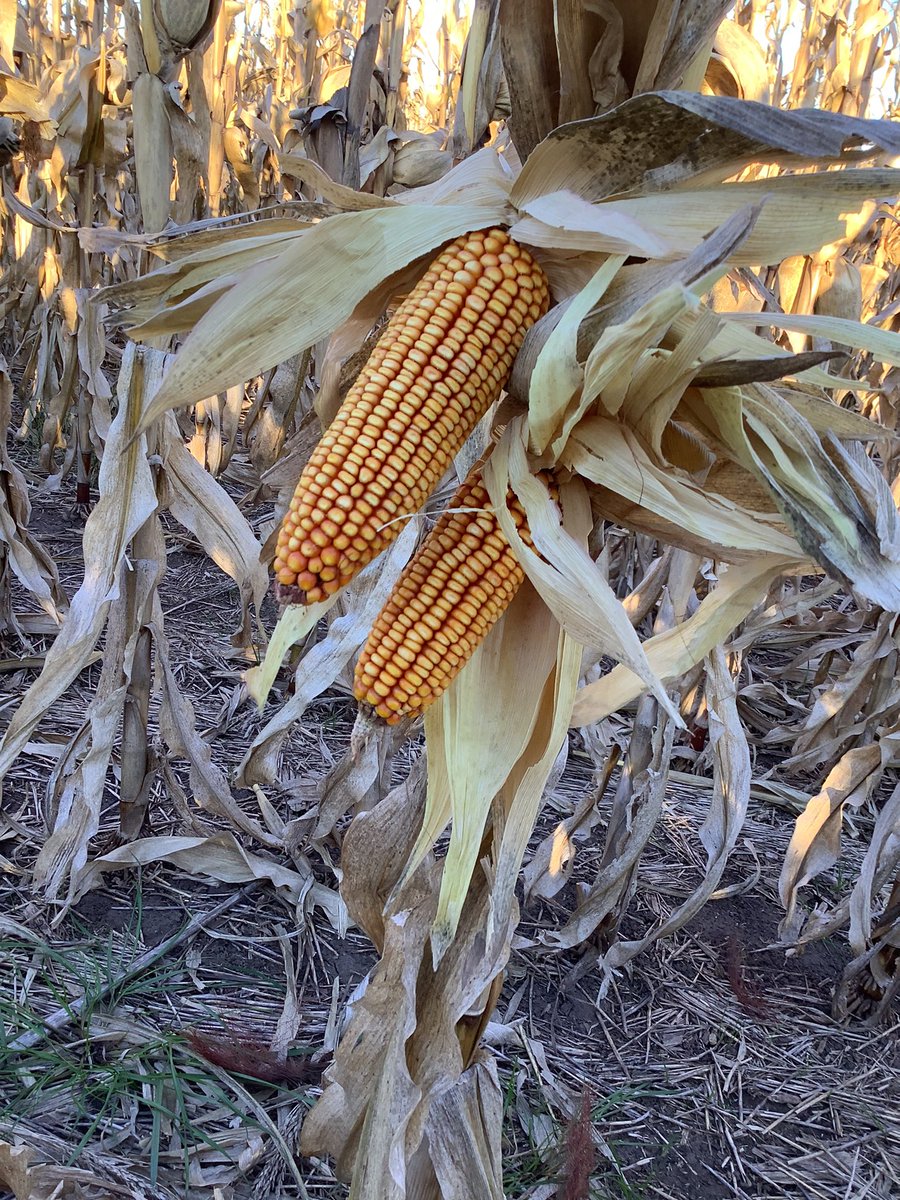 DK7220🌽 en 📌Tres Arroyos