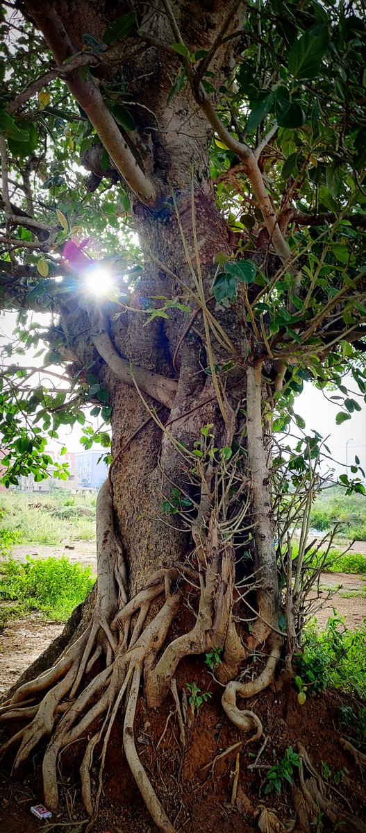 My View🌿🌳🌿

#MyView #trees #nature #treeclub #thicktrunktuesday