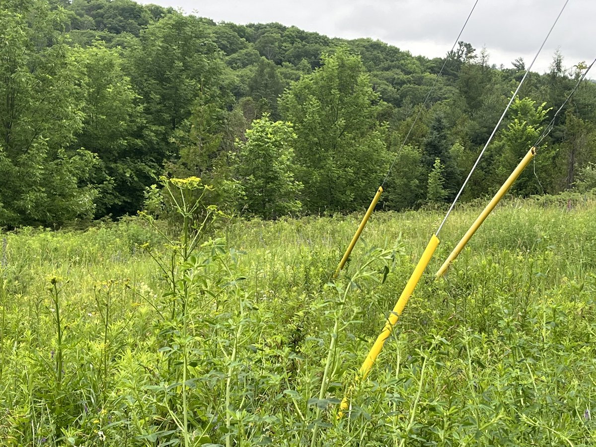 Katalijn MacAfee tweet media