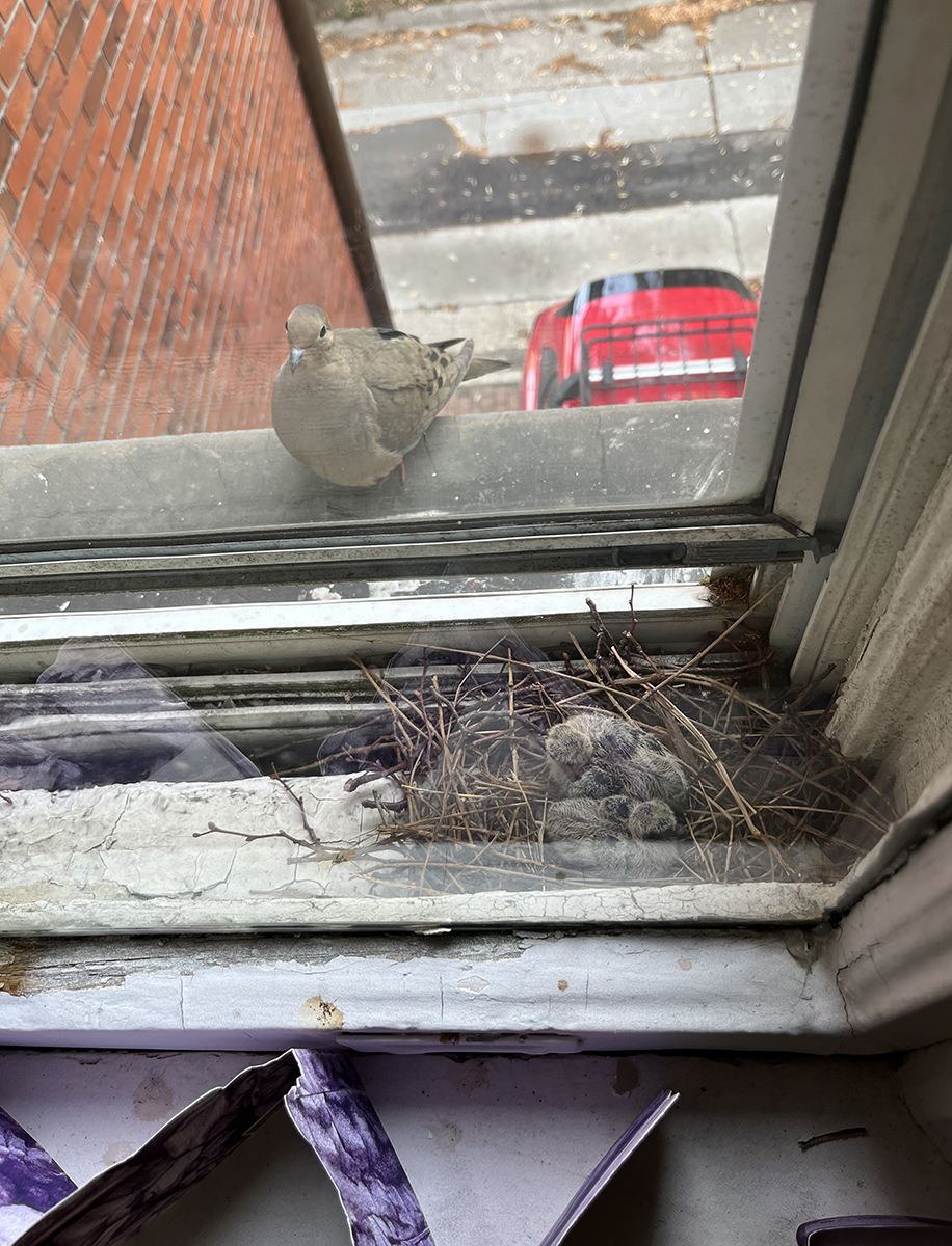 centralbooking's tweet photo. Updates from the studio: Last weeks of Maddy Rosenberg's TransBorder art Residency at Governors Island. Maddy has been working on a new artist book, meeting visitors and a new Mourning Dove family in her studio window!
Find all of Maddy's work here: https://t.co/iYCc3GHJhd https://t.co/L0XI7ROGhD