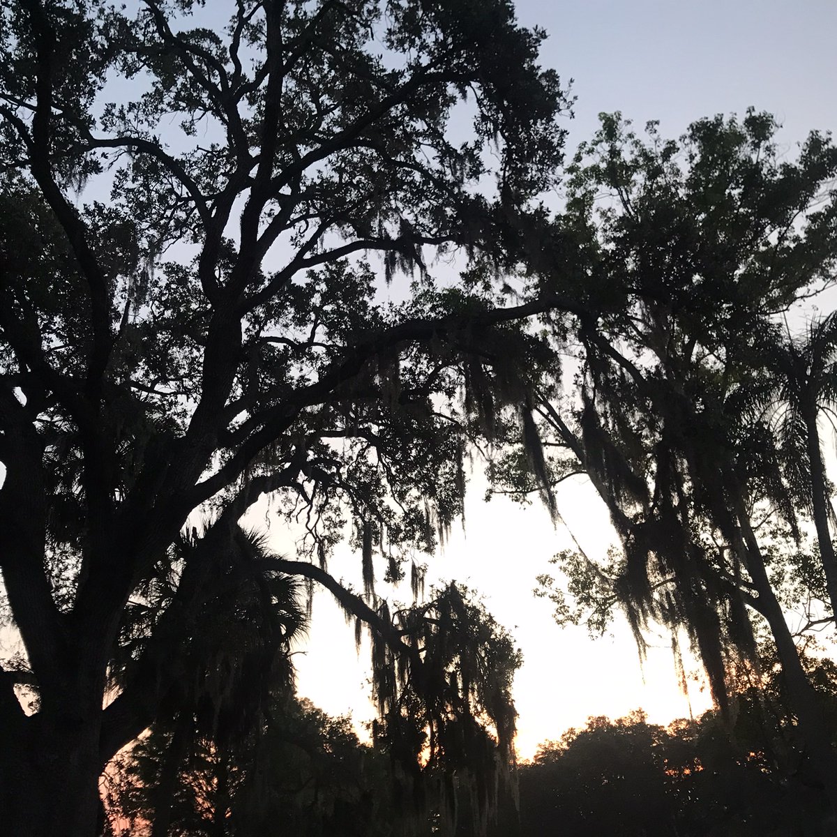 #SeminoleHeights #Tampa FL - #FITNESS just finished #Cardio #Workout walking #calisthenics #Sunrise along the #Hillsboroughriver #CityofTampa #TampaFL #TampaFlorida #Nature #EverydayTampa #NaturePhotography #photography #PhotoWalk #TampaLife #Tampaphotography