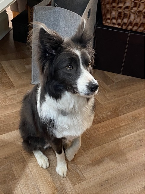 Is that cheese? It's cheese isn't it? #writersoftwitter 
#writingcommunity #amwriting #newwip #authorlife #amquerying #bookreviewers
#bordercollie #colliesoftwitter #lovecollies #authordogs #twitterdogs #twittercollies