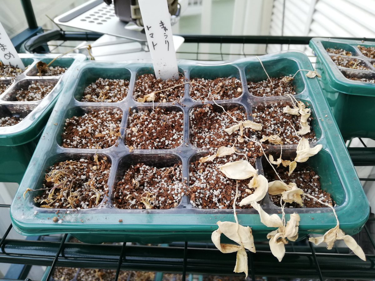 サウナのように暑い環境下に
放置したせいで
枯らしてしまいました https://t.co/bTxWhCcWyO