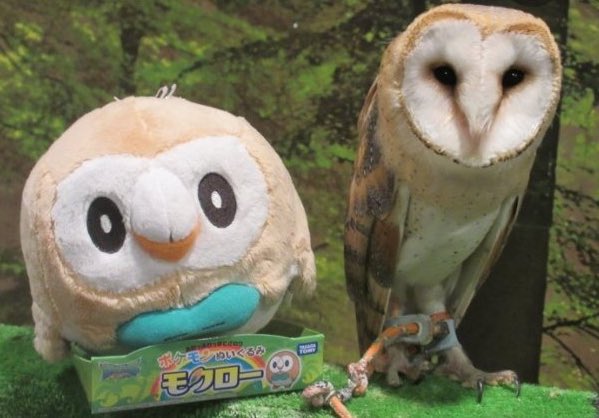 Rowlet and his owl friend.