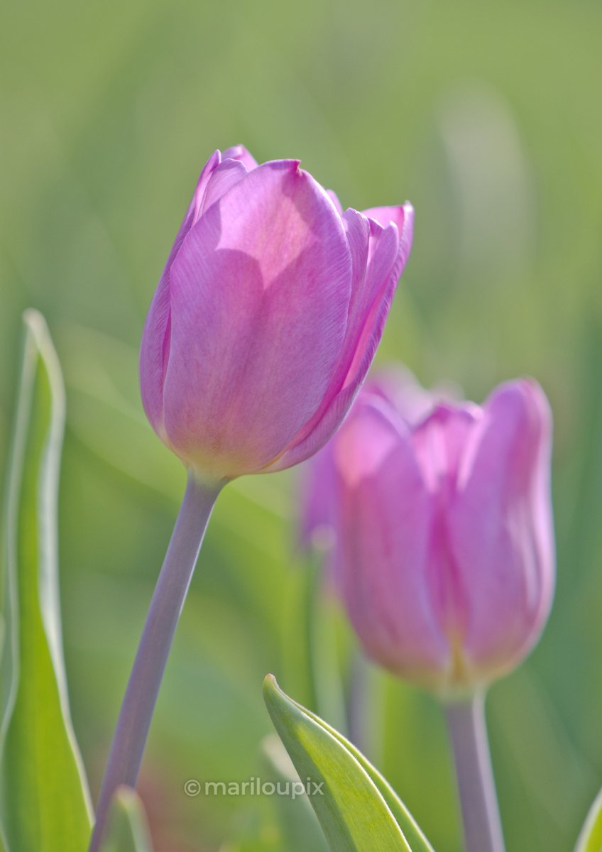 🌷Happy Tuesday!🌷
#TulipTuesday #ThePhotoHour #day175of365 #FlowersOfTwitter #flowerphotography #photooftheday #photographylovers #PhotographyIsArt #Nikon