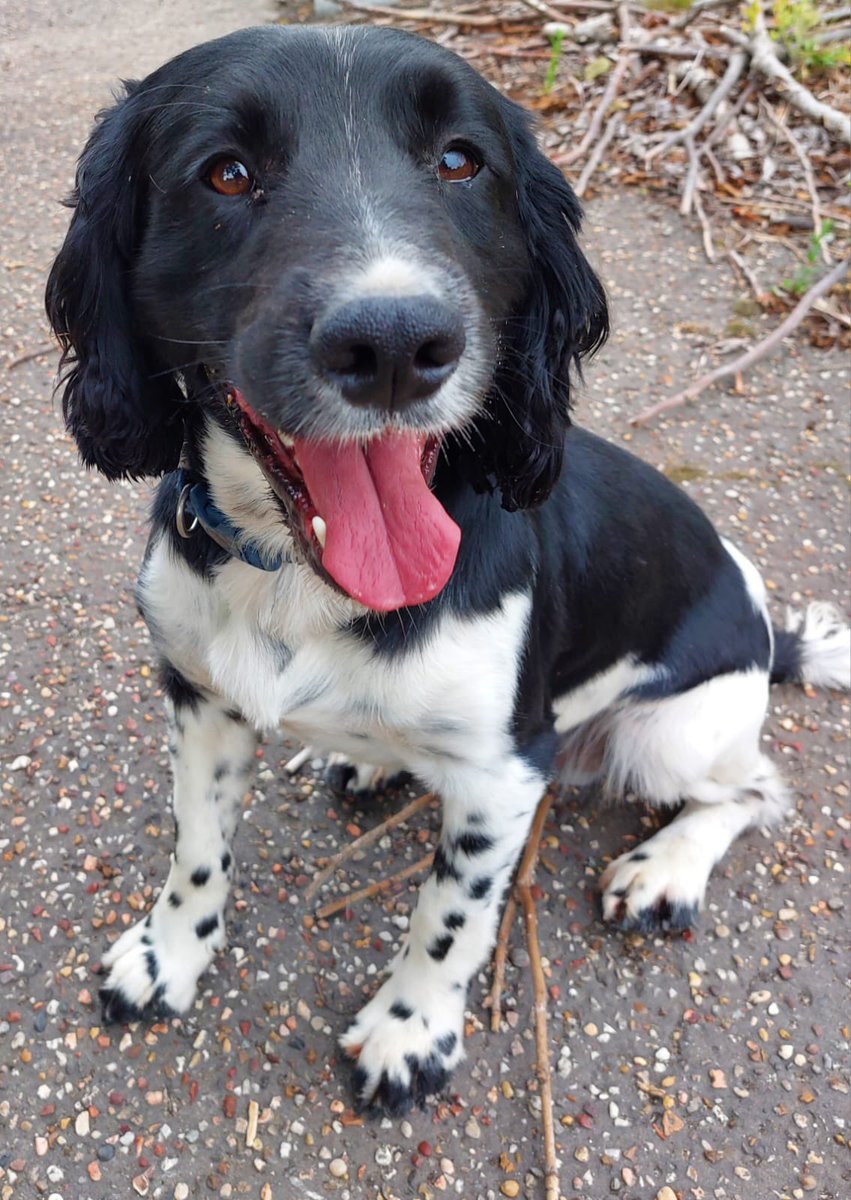 NS PoliceDogs tweet media