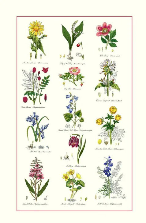 Botanic Garden Tea Towel. buff.ly/3ykv8k4 #BotanicGarden #TeaTowel