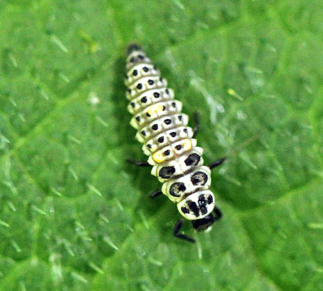 22 spot Ladybird lava I think. East Lancs wetland.