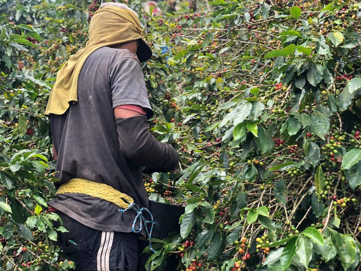 Gob_Risaralda's tweet photo. ☕️Hoy en el #DíaNacionalDelCafé hacemos un reconocimiento a este producto insignia de nuestra región que nos hace reconocidos en todo el mundo.

A los campesinos y productores, que con amor trabajan en los cafetales para producir las mejores tazas de café, les decimos ¡Gracias!. https://t.co/NMXVz8DgdM