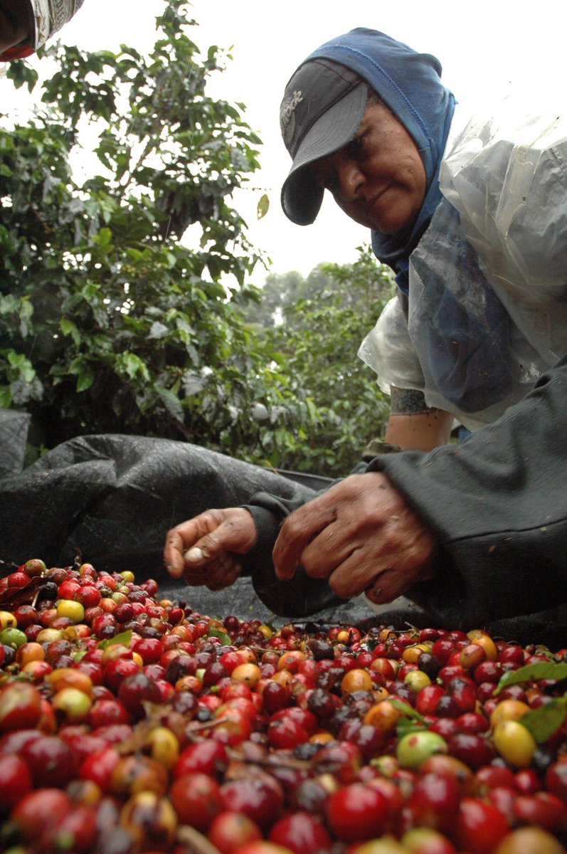 Gob_Risaralda's tweet photo. ☕️Hoy en el #DíaNacionalDelCafé hacemos un reconocimiento a este producto insignia de nuestra región que nos hace reconocidos en todo el mundo.

A los campesinos y productores, que con amor trabajan en los cafetales para producir las mejores tazas de café, les decimos ¡Gracias!. https://t.co/NMXVz8DgdM