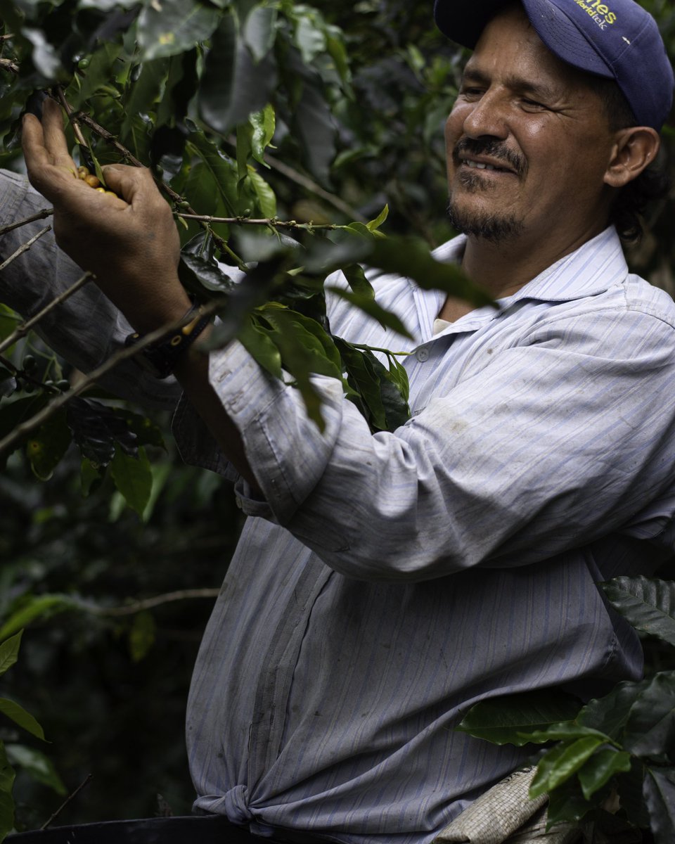 Gob_Risaralda's tweet photo. ☕️Hoy en el #DíaNacionalDelCafé hacemos un reconocimiento a este producto insignia de nuestra región que nos hace reconocidos en todo el mundo.

A los campesinos y productores, que con amor trabajan en los cafetales para producir las mejores tazas de café, les decimos ¡Gracias!. https://t.co/NMXVz8DgdM