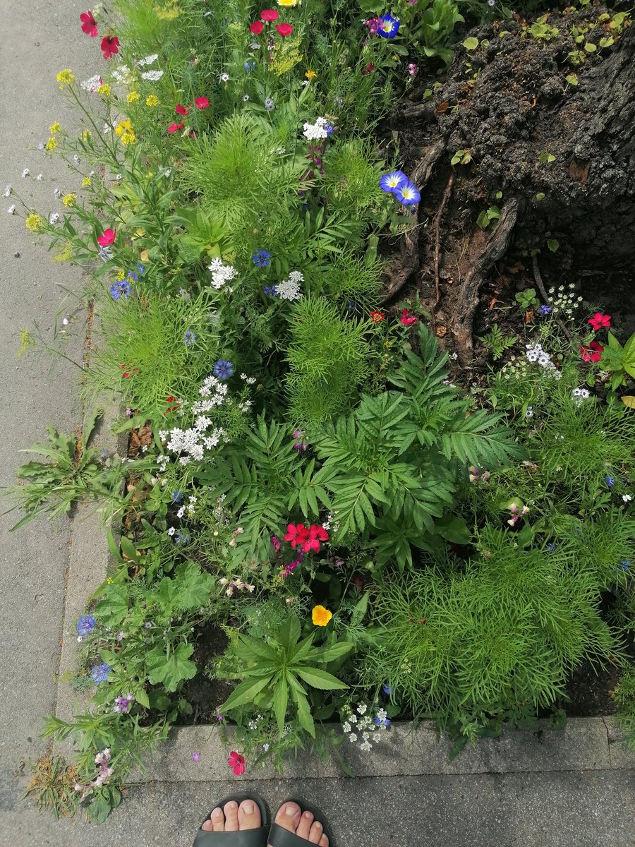 pakalninja's tweet photo. Mikro pļava pie koka Grīziņkalnā. Mazs pleķītis, bet tik skaists! Nezinu, vai šim ir saistība ar #GABdara, bet ļoti priecējoši. 😊🌼🌿🍀🌾💮 https://t.co/YeHuTthcqP