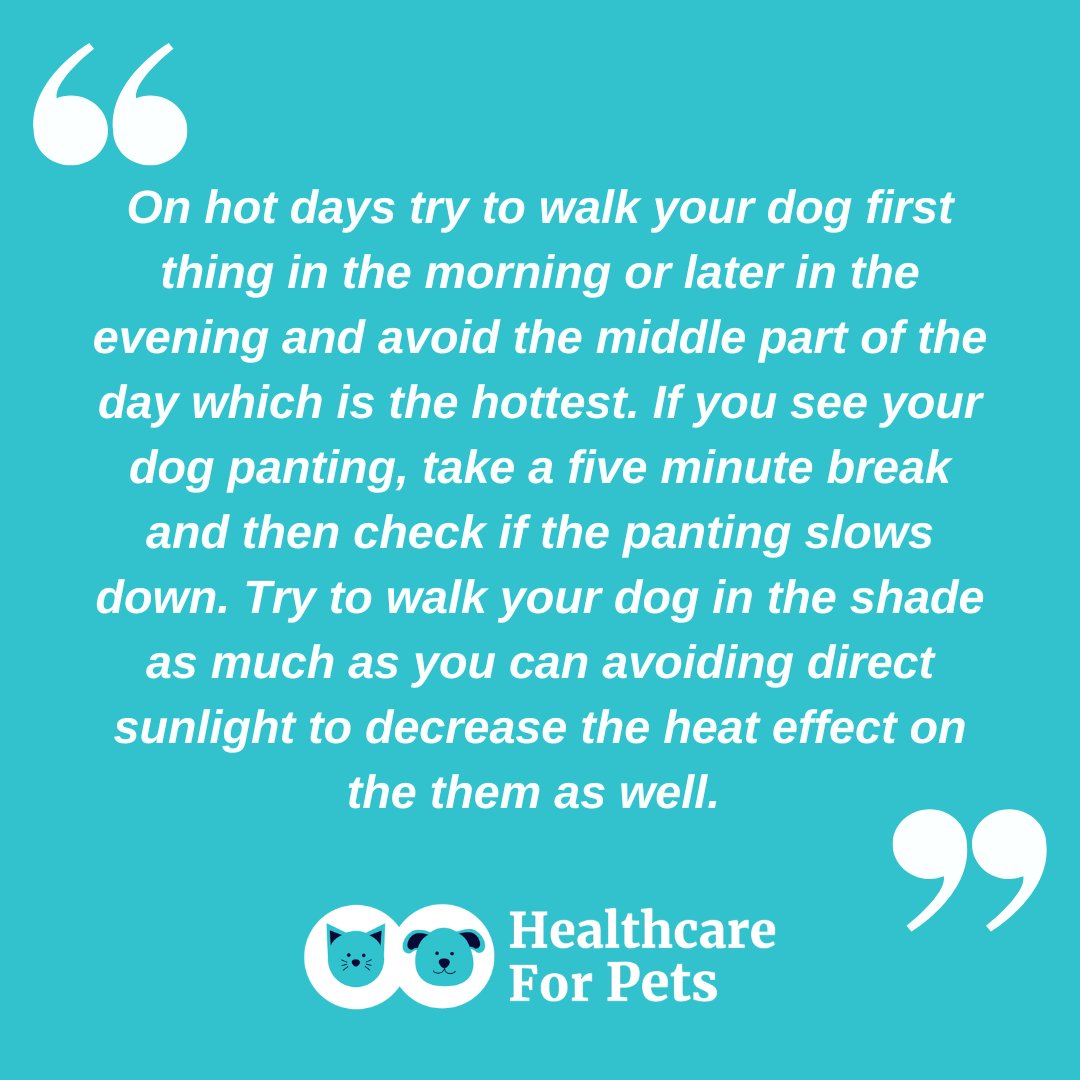 #TIP: Preventing dogs from overheating on walks.

For vet-approved info on prevention and treatment of #heatstress and #heatstroke in dogs:
bit.ly/3fCI9fs
.
.
.
#DogSafety #DogHeatStroke #PetHeatStroke #PetHeatSafety #DogSummerSafety #DogWalk #DogWalks #TipTuesday