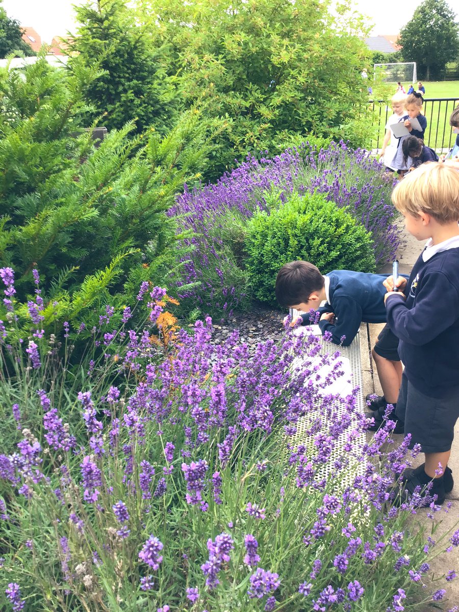 M1ssCunningh4m's tweet photo. This afternoon we became garden designers in science! We observed plants and flowers around school, took a note of our favourite and created our own garden designs!🌸🌳 #TockY1 #TockScience https://t.co/QjOyN02Mvh