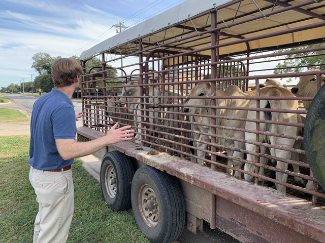 txumc's tweet photo. When first-year pastor the Rev. William Murphree invited church members to a blessing of animals, many showed up with dogs on leashes and cats in crates, or photos of pets they’d had to leave at home.

Then the cows showed up. 

https://t.co/8DgMO18mD4

#umc #txumc https://t.co/2nV4nWCgSh