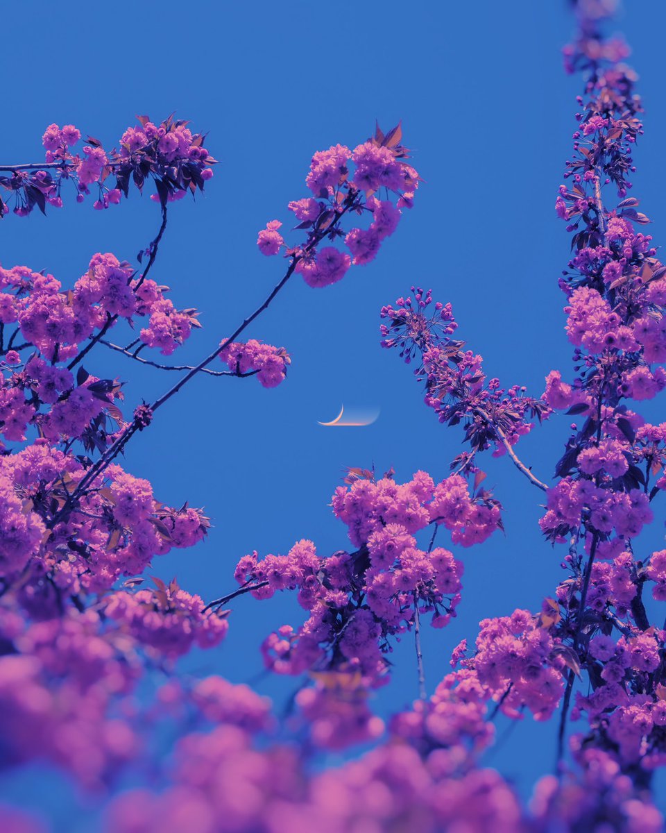 Gm! Warm summer nights 🥀