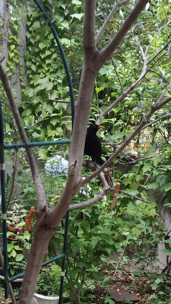 Secchicandi2's tweet image. “È sempre l'ora del tè!”😊💞
#Merlino