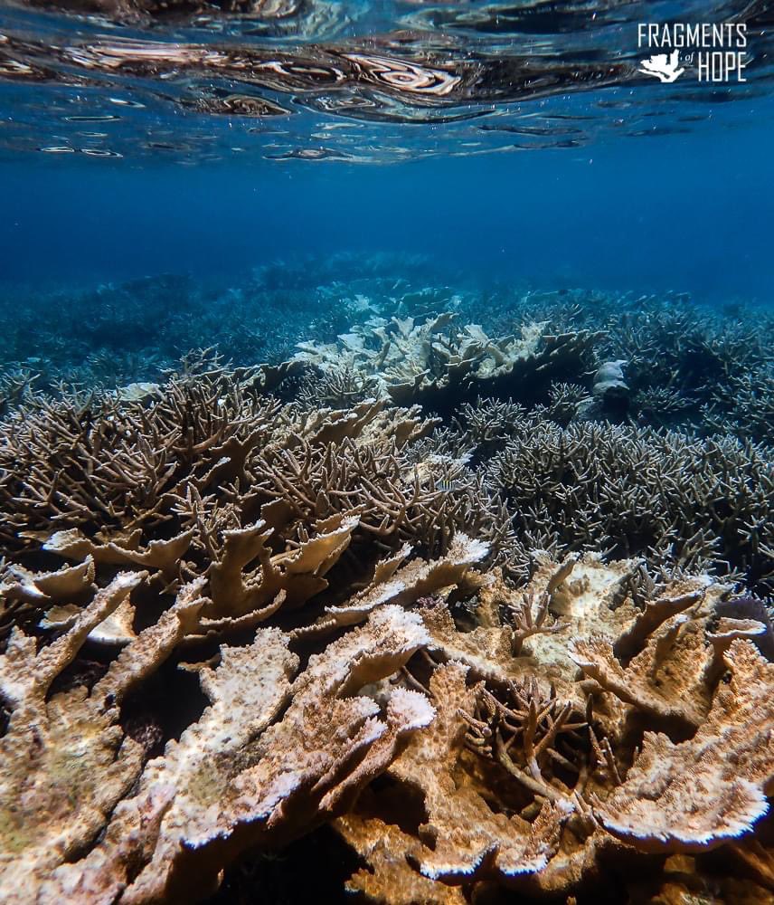 Happening. Now. 26jun2023
Laughing Bird Caye replenished corals some dying already 🥵🫣😭 

#keepitintheground
#fossilfuel