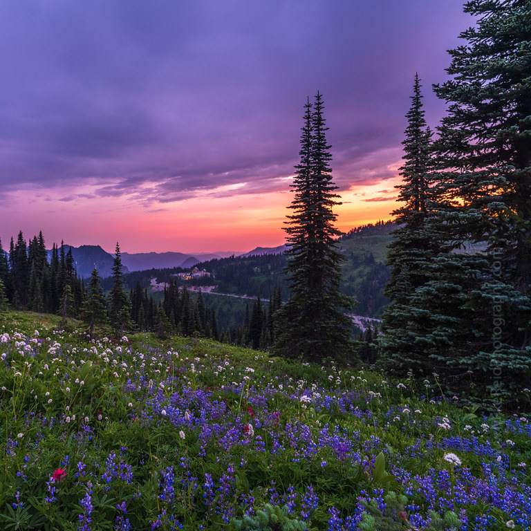 artindetails's tweet photo. purple skies in the meadow. https://t.co/fqojD6kOup