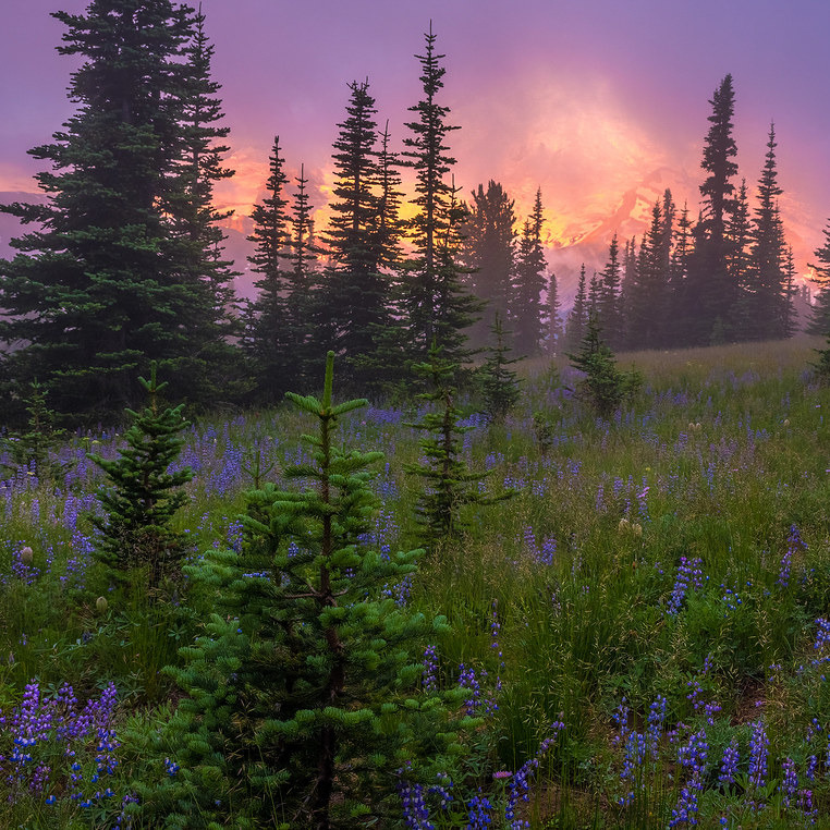 artindetails's tweet photo. purple skies in the meadow. https://t.co/fqojD6kOup
