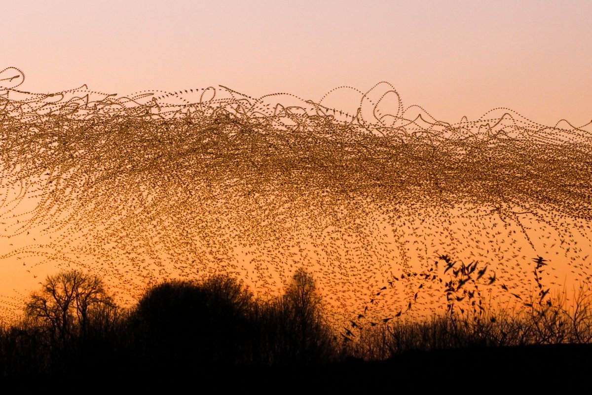 Kathryn Cooper (@kathcooper01) on Twitter photo NEW EXHIBITION at the Montreal Biosphere.
STILL / IN MOTION
24 of my #murmuration images winding their way from the St Lawrence River to the entrance of the iconic geodesic dome.
On until next summer!
#starlings <a href="/UkStarlings/">UK Starlings</a> #wildlifephotography #complexity #nature #wildlife NEW EXHIBITION at the Montreal Biosphere.
STILL / IN MOTION
24 of my #murmuration images winding their way from the St Lawrence River to the entrance of the iconic geodesic dome.
On until next summer!
#starlings <a href="/UkStarlings/">UK Starlings</a> #wildlifephotography #complexity #nature #wildlife