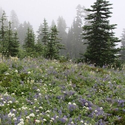 artindetails's tweet photo. meadows and mist. https://t.co/YfKJPj1Wrs