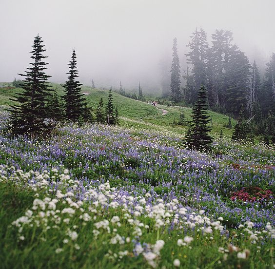 artindetails's tweet photo. meadows and mist. https://t.co/YfKJPj1Wrs