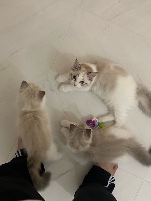 nonoaunaun's tweet photo. เค เชื่อแล้วว่าผุ้ชายท้องได้ mpreg https://t.co/CA9Miz5g0n