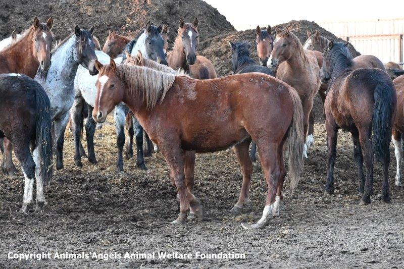 FOR IMMEDIATE RELEASE New Film Exposes Bouvry Exports Atrocities as AA Calls for Passage of SAFE Act and Ban on EU Horse Meat Imports From Canada animalsangels.org/investigations… #stophorseslaughter #horseslaughter #senate #animalcruelty