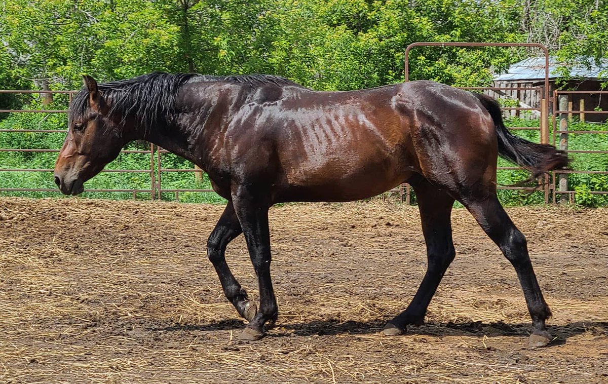 JBMEquiFarms's tweet photo. I can't believe Yogi can stay this clean ! π€©
The rains bathe him & the mud scrubs him π€£π
He has the Fabio hair going on too.
#yogibear #2020stallion #WattsOnSecond #eddysBrother https://t.co/4zN9Rpxzcy
