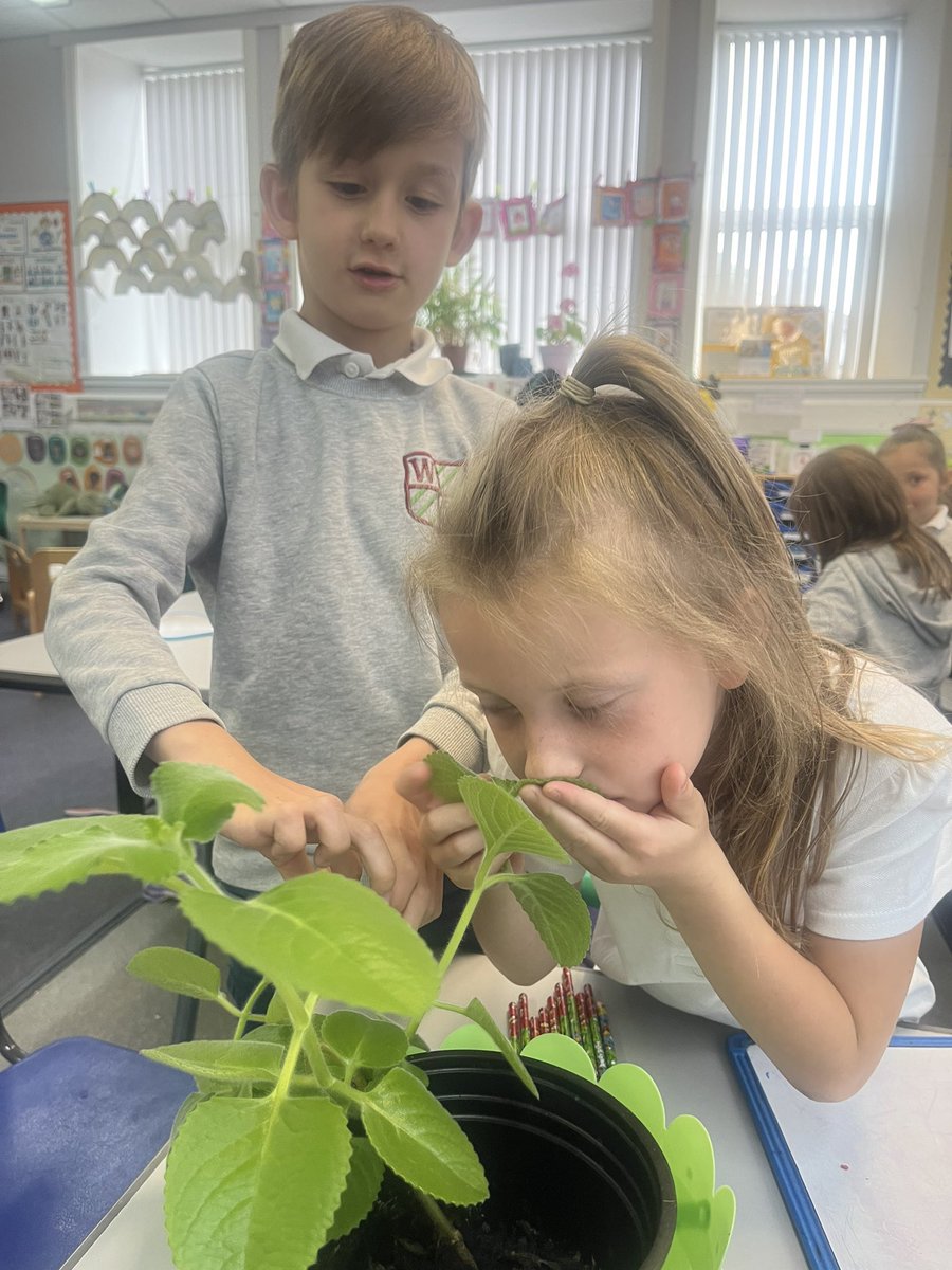 MissBruce00's tweet photo. Exploring our senses for science and IDL. We can feel, and smell these plants. We could also taste the herb if we cooked it. @woodside_school https://t.co/48Bu1oSzOy