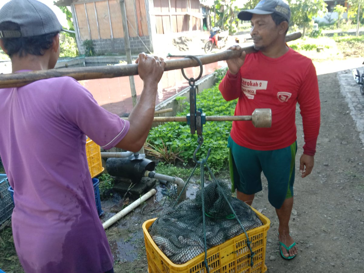 Selasa (27/06), Ing Dita meyer O, Luhkan Kab. Tulungagung, di Pokdakan Mina Kedungdowo (Bpk. Suryani), Ds. Gesikan, Kec. Pakel, Mendampingi Panen Ikan Lele, Kolam Terpal, Luas lahan 60m2, Total panen 862 kg, Harga Rp. 18.000/kg #GiatLuhkanSatminkalBWI #Panen #Luhlapor