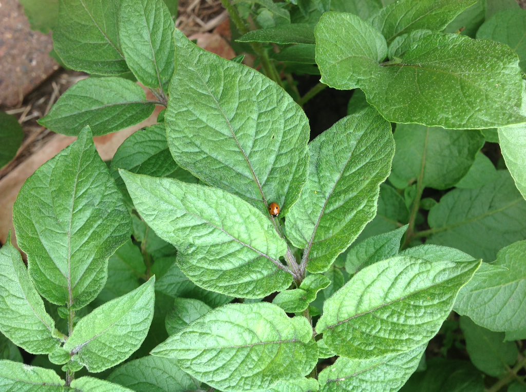 In science today we have been learning about planting and growin potatoes 🥔. We have them growing in our garden.