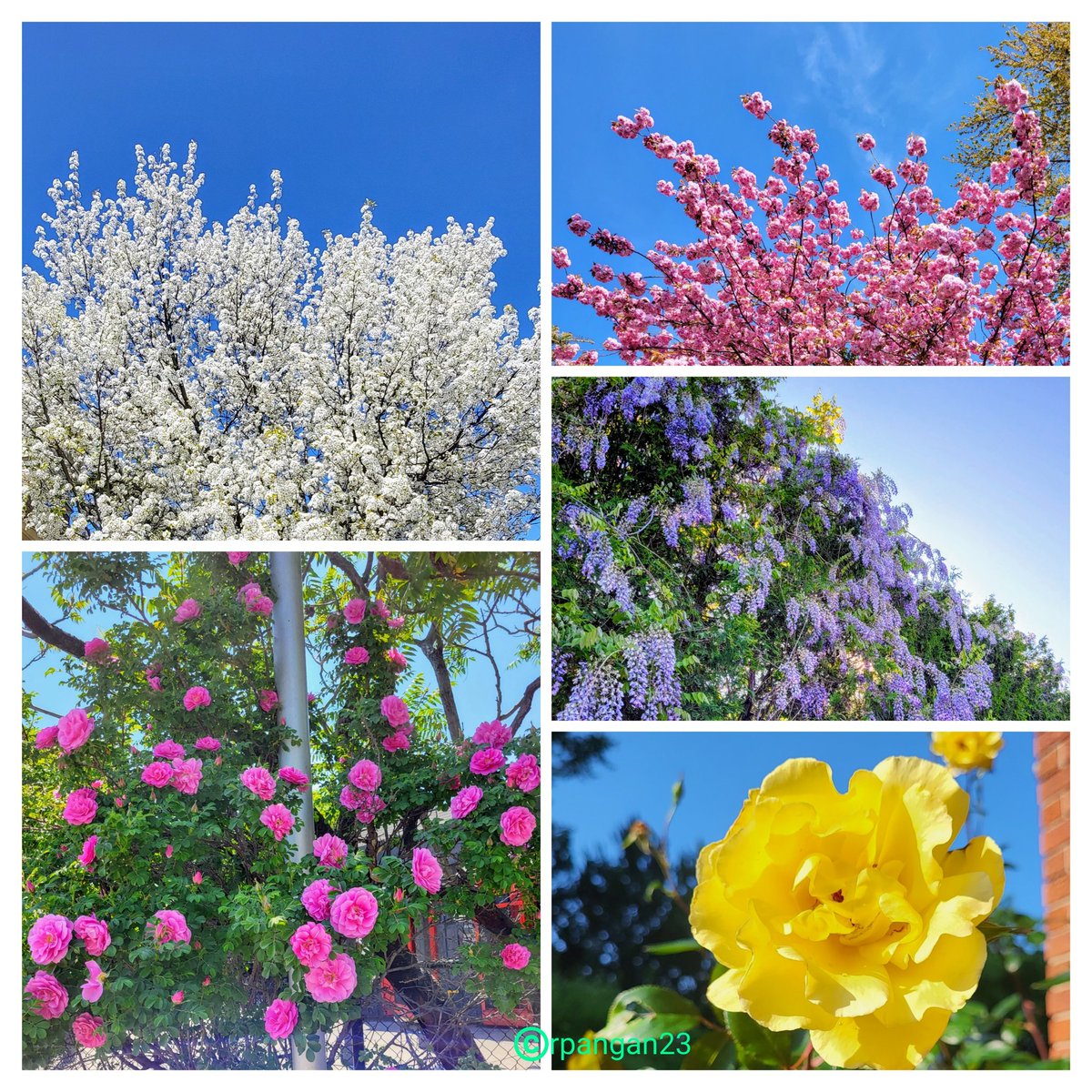 White, pink, lavender and yellow flowers under cloudless blue skies. #TuesdayBlue #Flowers #garden #NatureBeauty #GardenersWorld