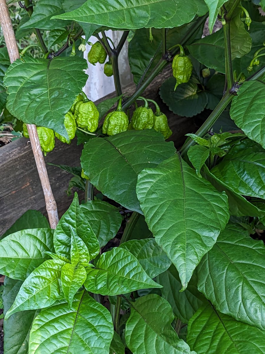 Starting to heat up over here, there's also 3-4x that number of ghost peppers and more than a few scorpions #dontfearthereaper