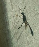 KTyyska's tweet image. - Luontanen #tuholaistorjunta näyttäis olevan kunnossa:
...kuvan #parasitoidi osu silmiin (&amp;amp; linssiin,) - ku vajas äsken kävin
- Ei harmaint aavistust mikä, mut pieni. (&amp;amp; kuvaki siks epäselvä)
; "Suomesta lajeja tunnetaan yli 2700." (Wkp.)
#insects
#parasitoidit #ahmaspistiäiset