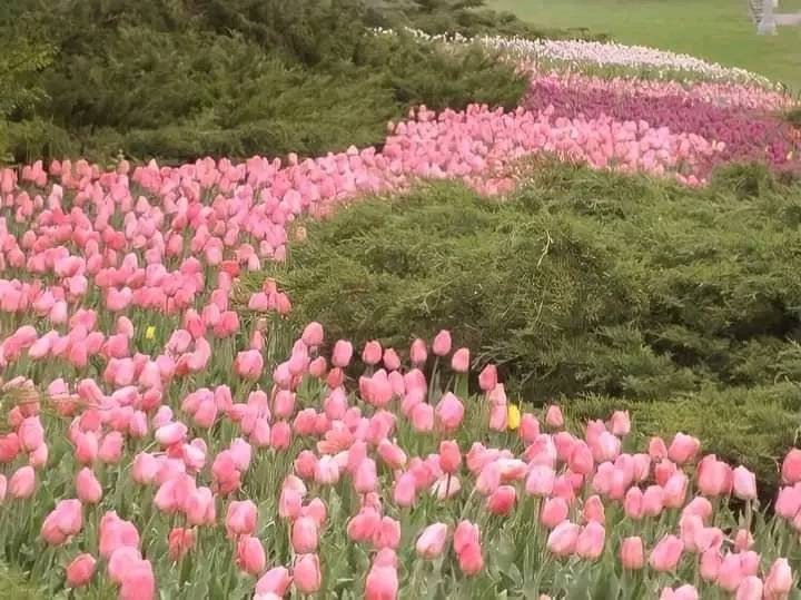 artindetails's tweet photo. pink tulips https://t.co/syhjgiJoFy