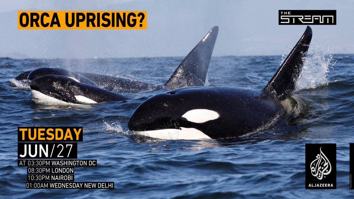 TODAY: What questions do you have about killer whale attacks? Read more and tell us what you think: wapo.st/43RGIlb