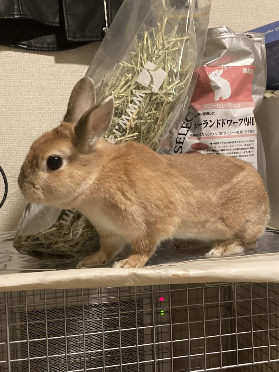 けだまさんの似兎絵描いてもらった～～～～～～～♡◍*⃝̥◌ᎻᎯᏢᏢᎩ◌*⃝̥◍♡

<a href="/taiga15/">大賀一五🐰書籍発売中</a>