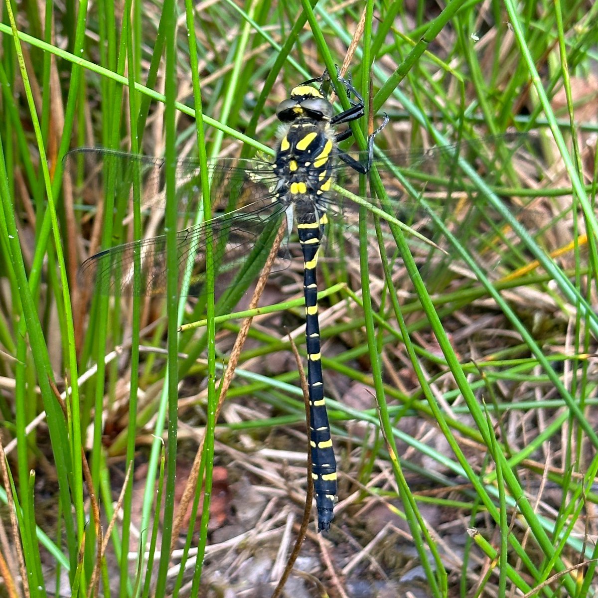 A Spotted Flycatcher and this dozy Gold-ringed Dragonfly towards the finish of my BBS transects on Leith Hill earlier.