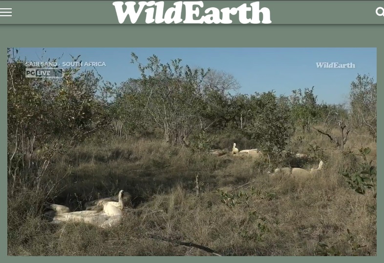 Good evening! Nkuhumas are charging their batteries😍 #wildearth