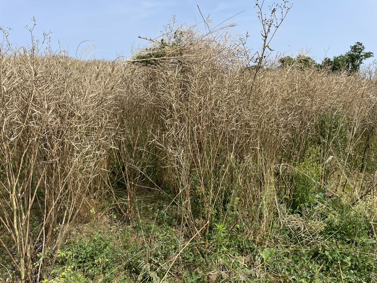 aestiv's tweet image. Les #blés n’étant pas prêts, on s’occupe avec les choux ! 8,5% en 💦. Feu ! #moisson2023 #colza