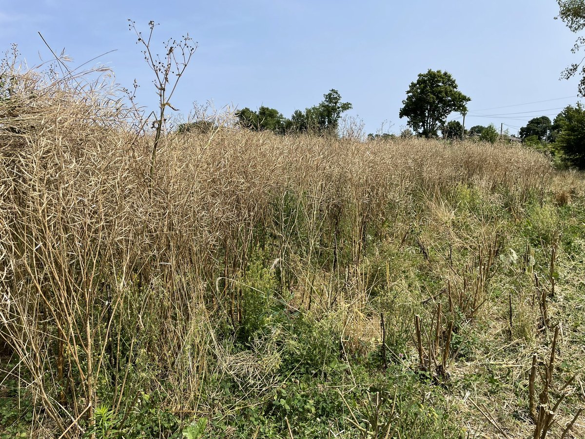 aestiv's tweet image. Les #blés n’étant pas prêts, on s’occupe avec les choux ! 8,5% en 💦. Feu ! #moisson2023 #colza