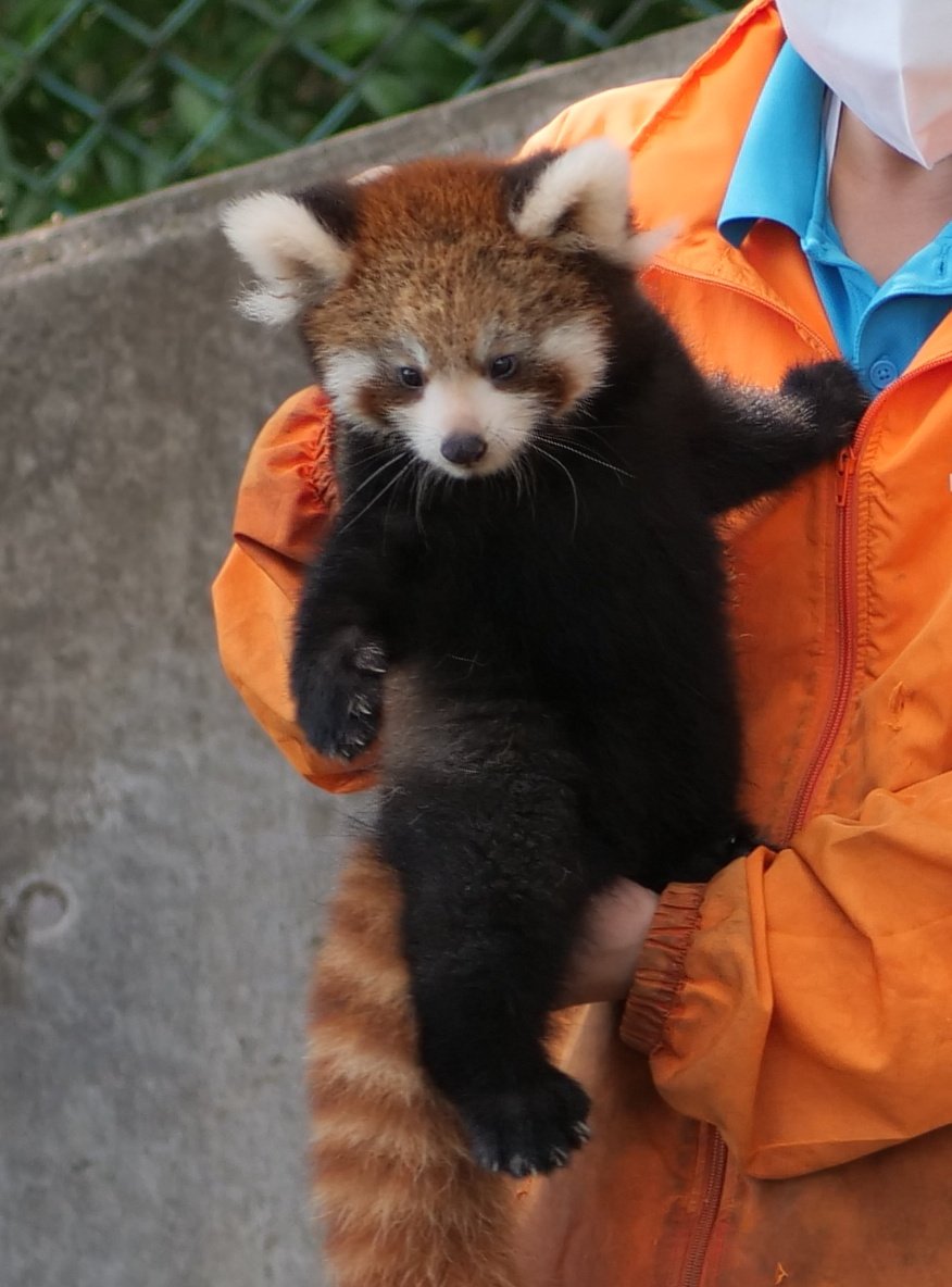 カイト初日舞台挨拶（2022.10.1）
#カイト #レッサーパンダ #鯖江市西山動物園