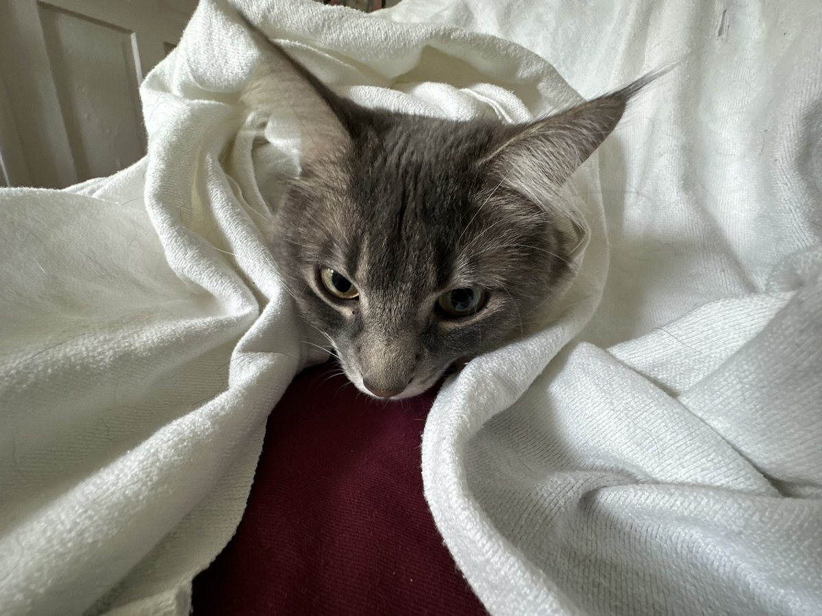 MoiraCalicoCat's tweet photo. I’m all ears https://t.co/N61IdnX4Rx