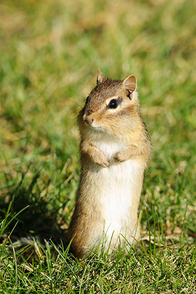 The Eastern chipmunk echecking things out.

Get it here: jan-luit.pixels.com/featured/howdy…

#AYearForArt #BuyIntoArt #WildlifePhotography #Art #NaturePhotography  #PhotographyIsArt #Nature #Photography #fotografie #GiveArt #Wildlife #Natuur #Animals