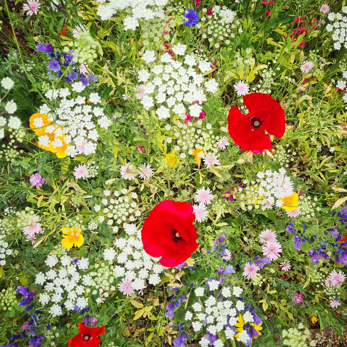 DrSueMoss's tweet image. Annuals 😍😍