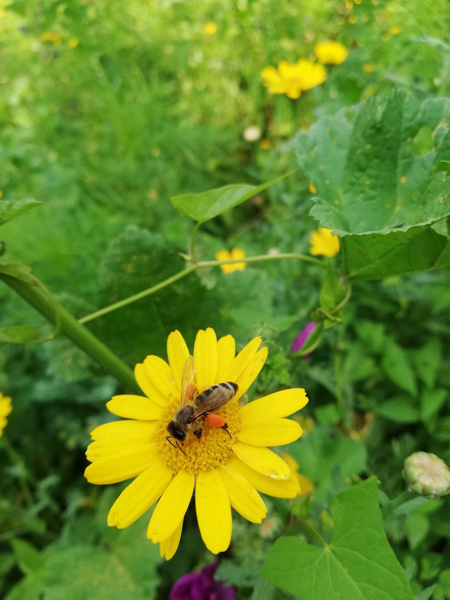 INRAE_NA_BDX's tweet photo. 📸Suivi en direct des #pollinisateurs au @BxJardin avec l'équipe du #SPIPOLL en Nouvelle-Aquitaine
La presse teste l'application avec les scientifiques 🐝 ! @INRAE_BIOGECO @univbordeaux @CNRSAquitaine https://t.co/5GdAxk4jul