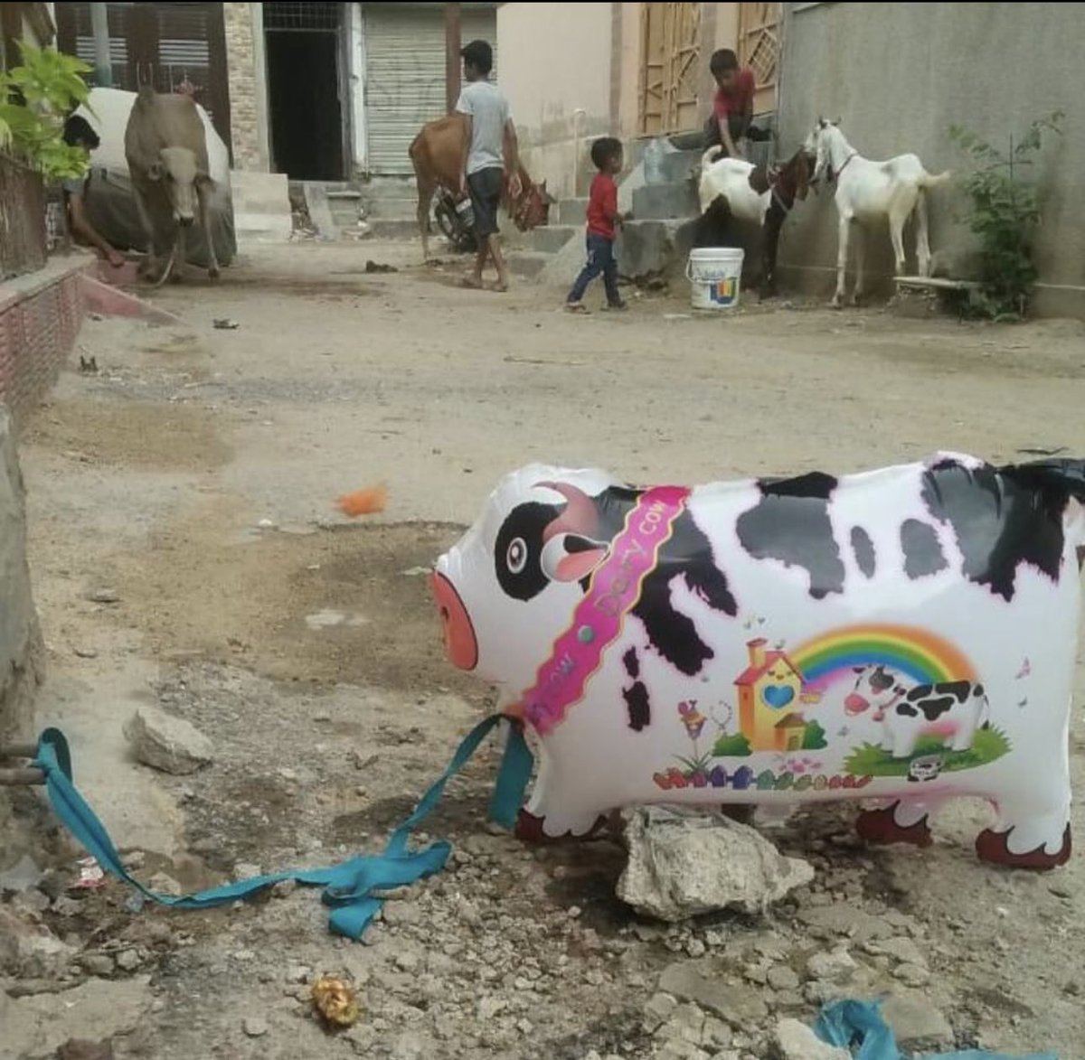Pakiassassin's tweet photo. Humra EID ja janwar is dafa ka. American Breed hai isliye thora chota reh gaya compare to Australian breed. ❤️ https://t.co/AvpvhnBu3s